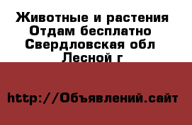 Животные и растения Отдам бесплатно. Свердловская обл.,Лесной г.